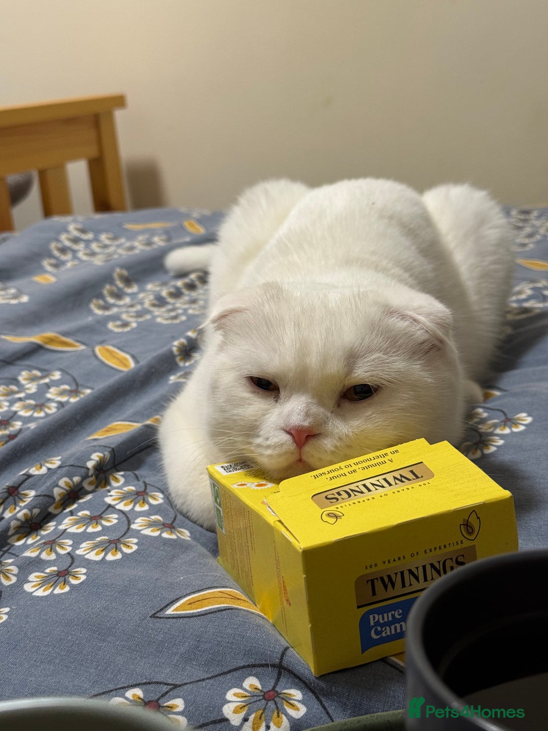 Scottish Fold cats for sale: Scottish Fold & Straight Kittens for Sale - Image 5