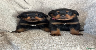Rottweiler dogs Beautiful breed Rottweiler puppies  - Advert 3