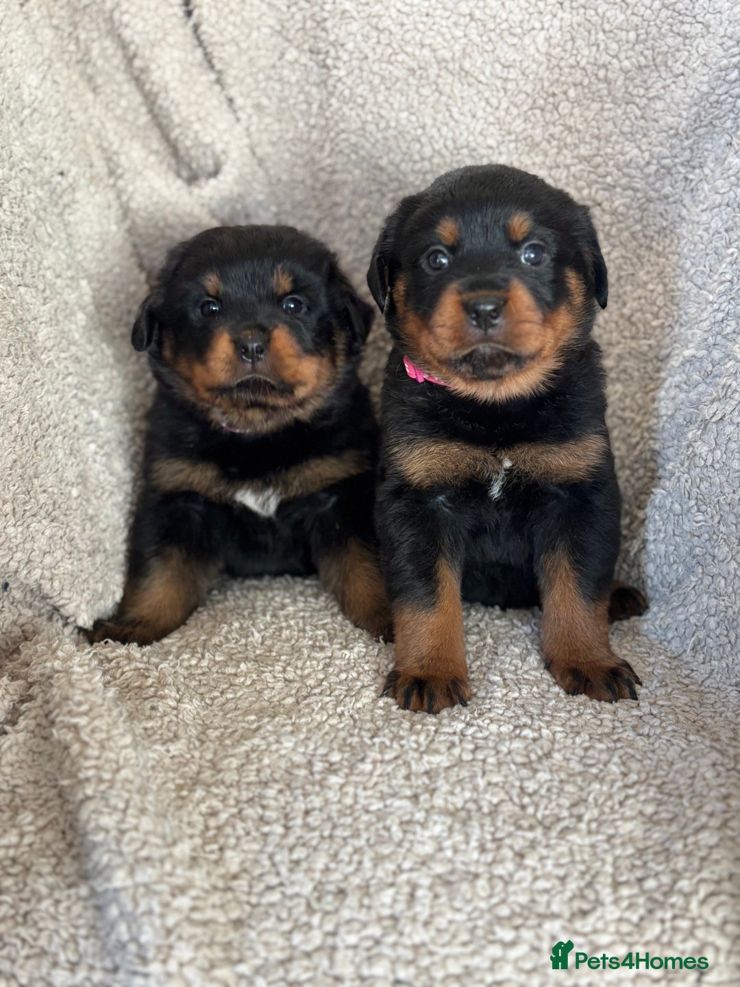 Rottweiler dogs for sale: Beautiful breed Rottweiler puppies  - Image 2
