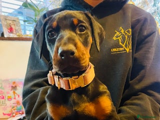 Dobermann dogs Top pedigree Del nasi Doberman puppies - Advert 5