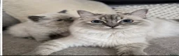 Ragdoll cats for sale: 💗 Stunning Purebred Ragdoll Girls  💗 in Telford - Advert 5