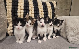Mixed Breed cats for sale: 5 lovely kittens - Advert 2