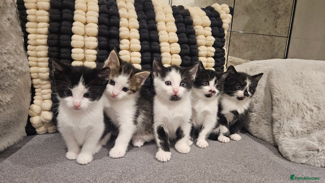 Mixed Breed cats for sale: 5 lovely kittens - Advert 2