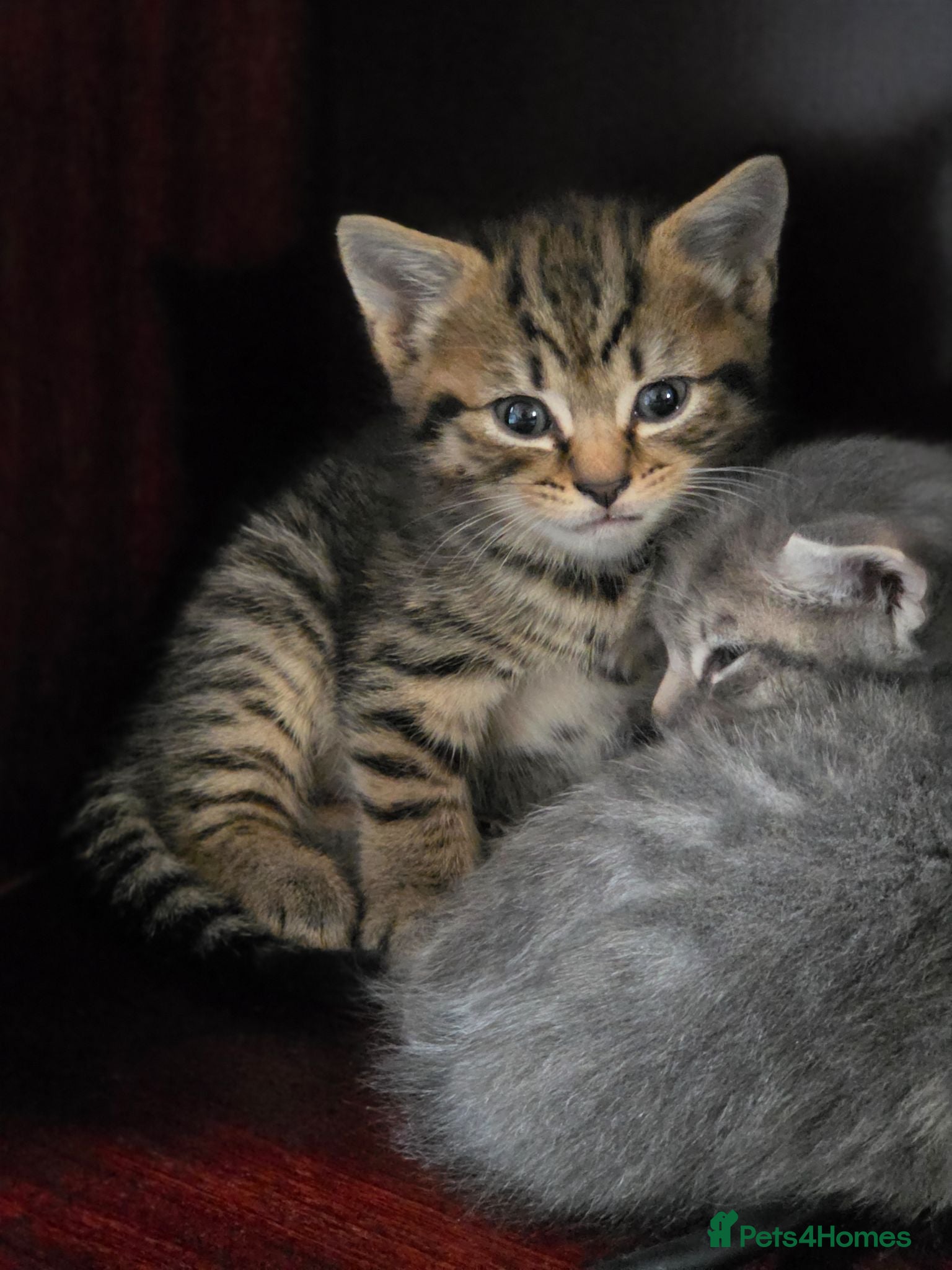 Norwegian Forest Cat cats Norwegian Forest cat X Bengal!  - Advert 15