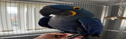 Macaws birds for sale: Hand reared hyancinth macaw - Advert 1