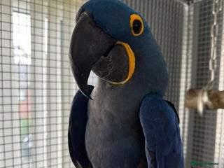 Macaws birds Hand reared hyancinth macaw - Advert 1