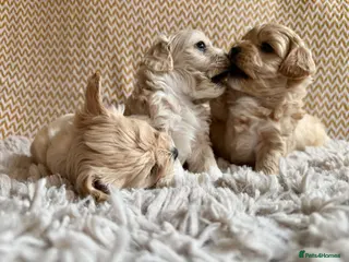 Maltipoo dogs Gorgeous Maltipoo puppies - Advert 1