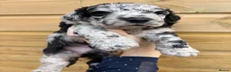 Sheepadoodle dogs for sale: Medium Sheepadoodle Blue and White  - Advert 9