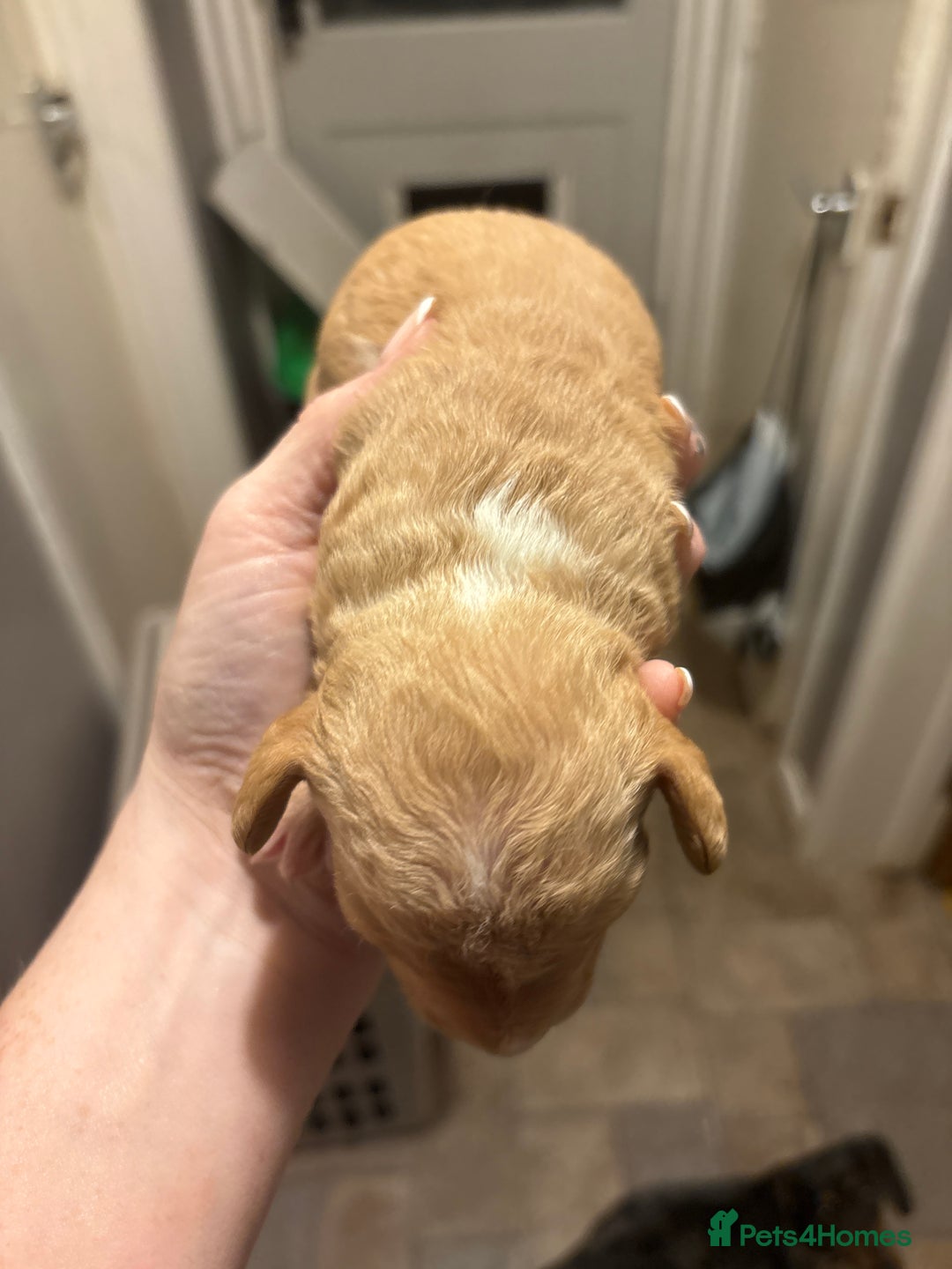 Mixed Breed dogs for sale: Doxiepoos for sale 3 x male 1 x bitch - Image 4