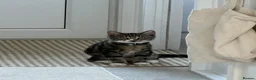 Mixed Breed cats for sale: Beautiful male kitten 6 months old in Norwich - Advert 4