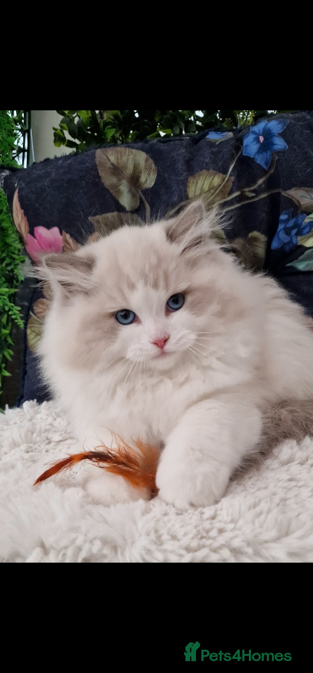 Ragdoll cats for sale: 🩷✨️NEW WAITING LIST Exclusive cute Kittens✨️🩷🏆 - Advert 32