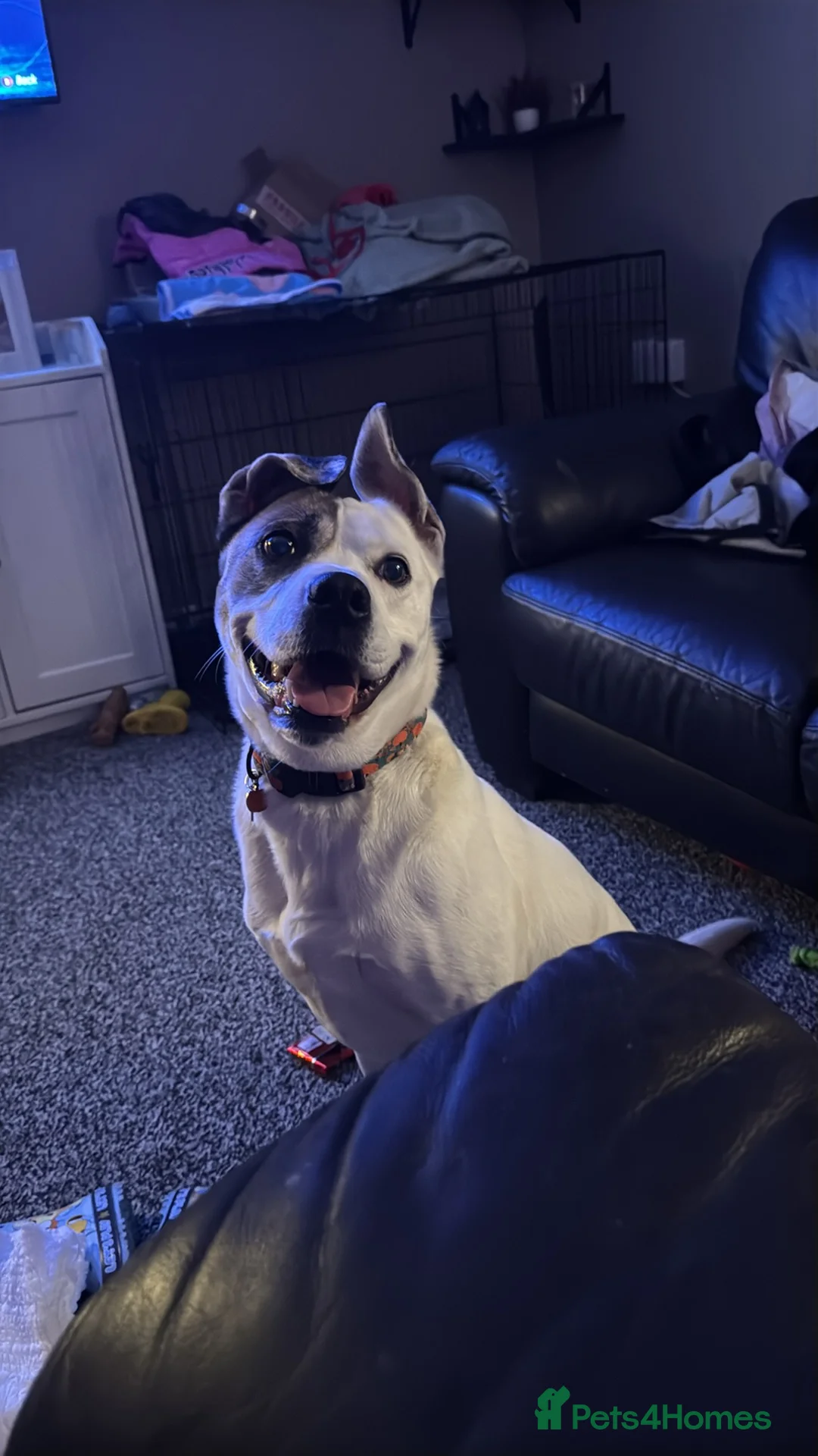 Mixed Breed dogs for sale: For sale  - Advert 2