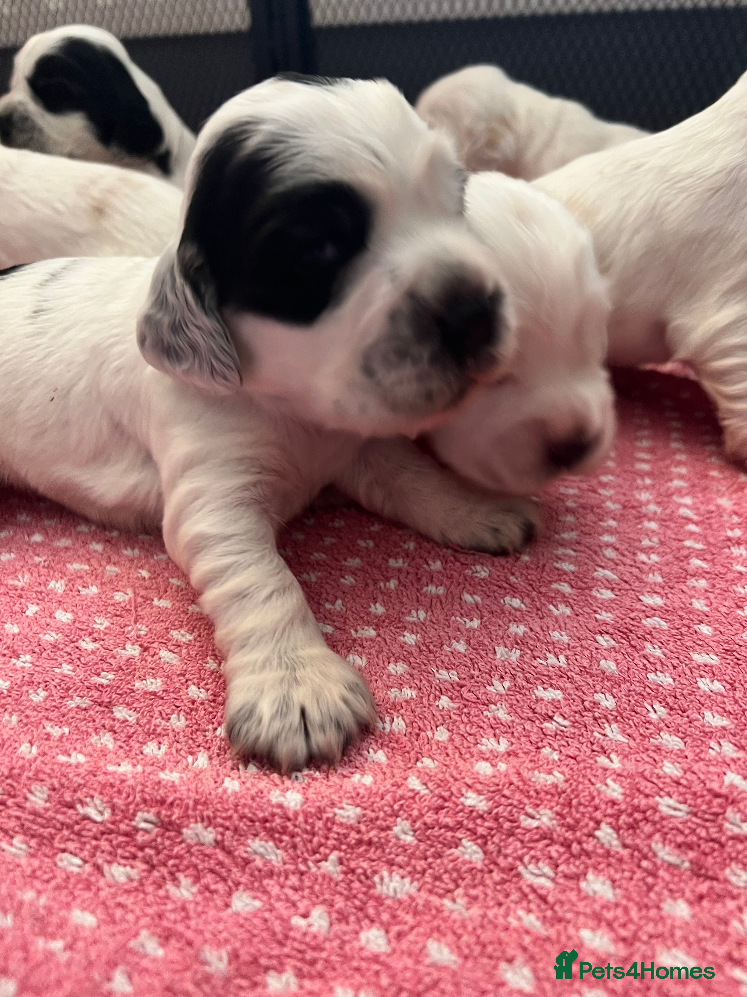 Cocker Spaniel dogs Gorgeous Show Type Cocker Spaniel Puppies KC Reg - Advert 2
