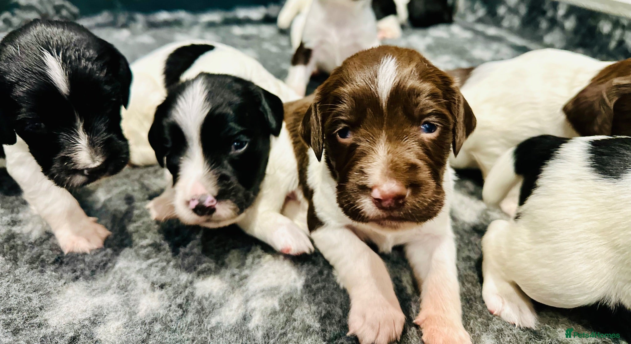 English Springer Spaniel dogs KC FTCH English Springer Spaniel Puppies - Advert 1