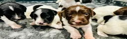 English Springer Spaniel dogs for sale: KC FTCH English Springer Spaniel Puppies - Advert 12