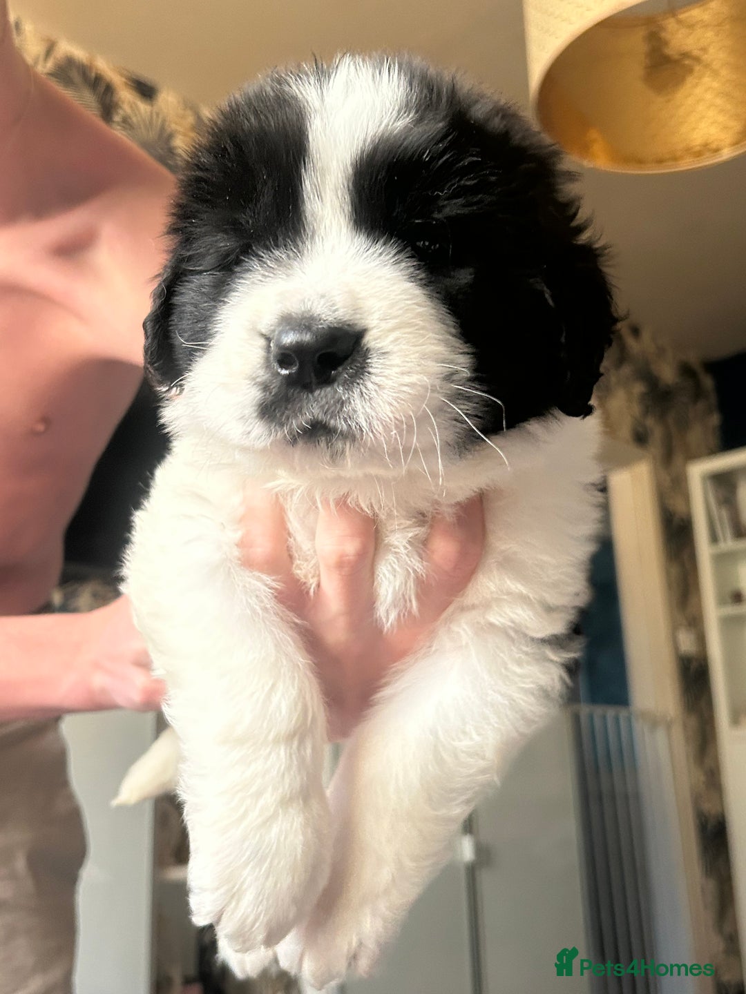 Mixed Breed birds for sale: Newfoundland/st Bernard puppies  - Advert 1