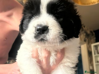 Mixed Breed birds Newfoundland/st Bernard puppies - Advert 14
