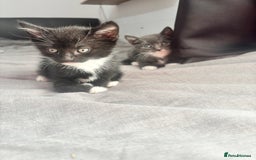 Mixed Breed cats for sale: Adorable 5 Kittens Looking for Forever Homes 🐾 - Image 3