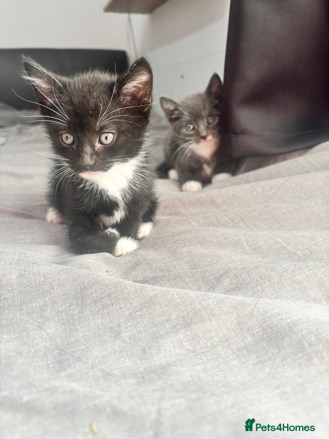 Mixed Breed cats for sale: Adorable 5 Kittens Looking for Forever Homes 🐾 - Image 3