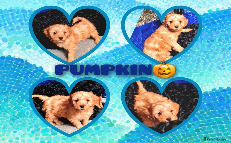 Cockapoo dogs 🐶🐾Tiny F2 cockapoo puppies🐶🐾 - Advert 15