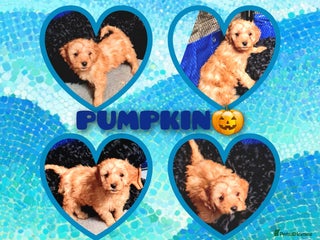 Cockapoo dogs 🐶🐾Tiny F2 cockapoo puppies🐶🐾 - Advert 8