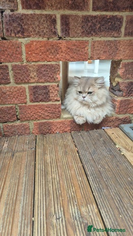 British Longhair cats for stud - Advert 3