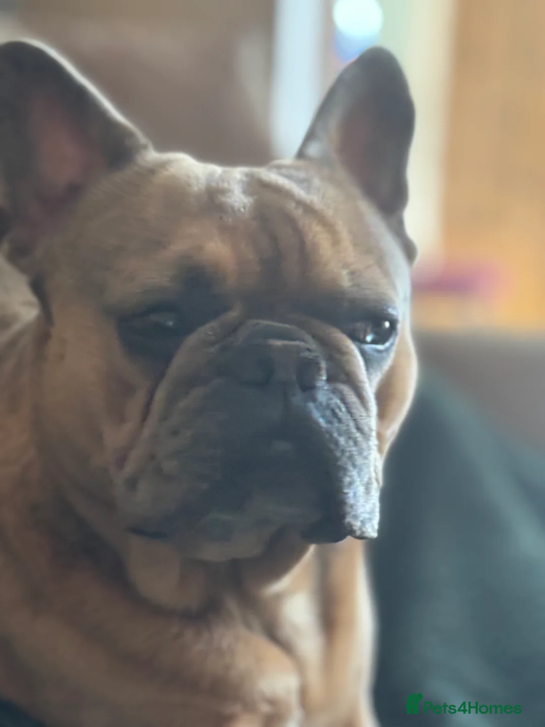 French Bulldog dogs for stud: Free- French Bulldog Stud - New Shade Lilac Merle - Advert 3