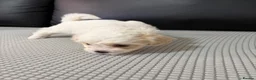 Bichon Frise dogs for sale: Bichon Frise Puppies for sale  - Advert 12