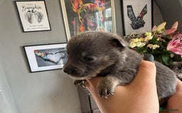 Mixed Breed dogs for sale: 9 beautiful dachshund cross poms - Image 13