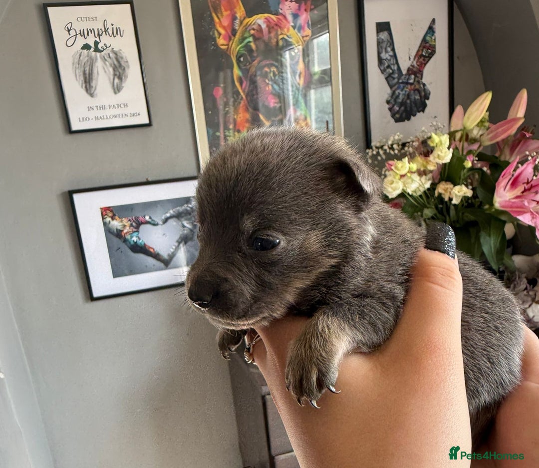 Mixed Breed dogs for sale: 9 beautiful dachshund cross poms - Image 13