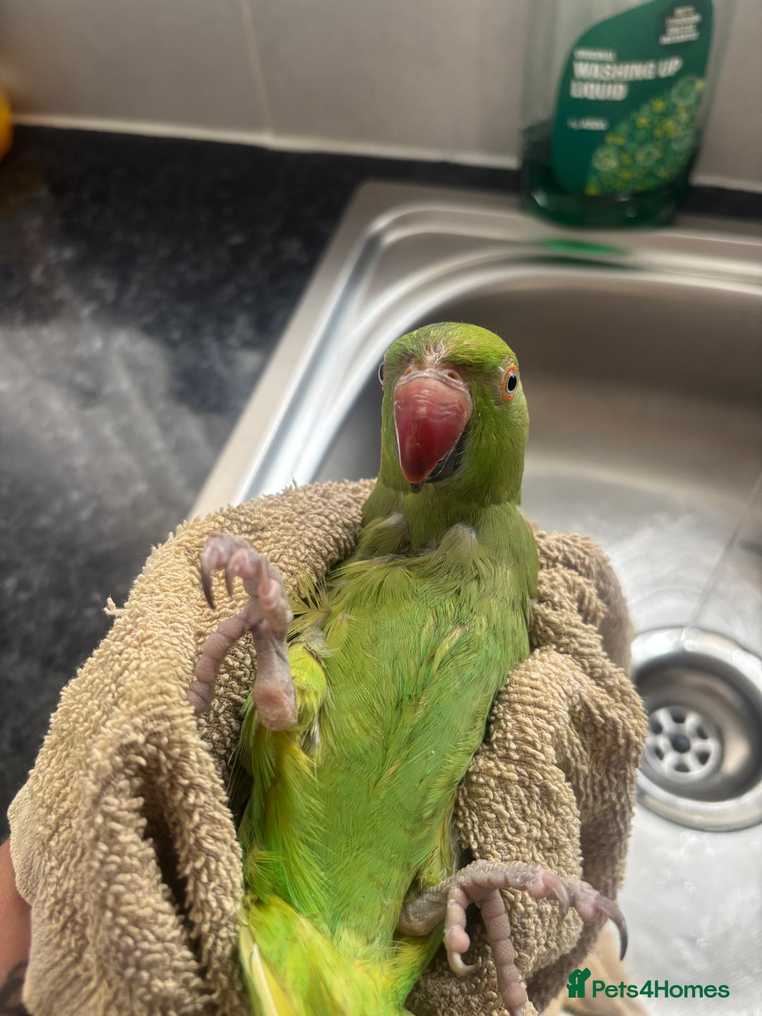 Ringnecks birds for sale: Indian ring neck  - Advert 6