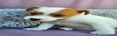 Jack Russell 4