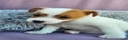 Jack Russell dogs for sale: Jack Russell puppies 🐶  - Advert 5