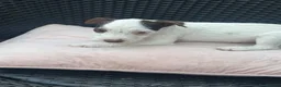 Jack Russell dogs for sale: 🐾Jack Russell Pups for Their Forever Homes! 🐾 - Advert 11