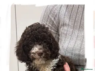 Shihpoo dogs Toy Shihpoo Mix Litter - Advert 5