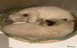 Ragdoll cats for sale: Adorable Ragdoll X Snow Bengal Kittens - Advert 4