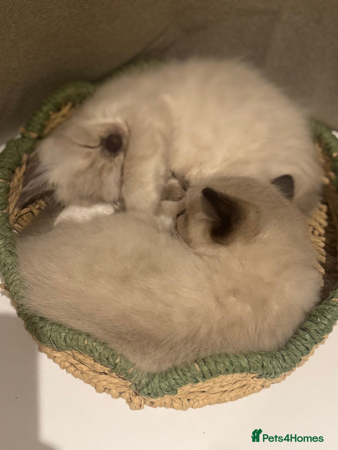 Ragdoll cats for sale: Adorable Ragdoll X Snow Bengal Kittens - Advert 4