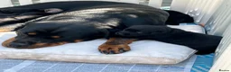 Mixed Breed dogs for sale: Gorgeous Rottweiler/Labrador pups - Advert 15