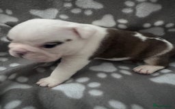 English Bulldog dogs for sale: KC Registered English Bulldog Puppies - Image 19