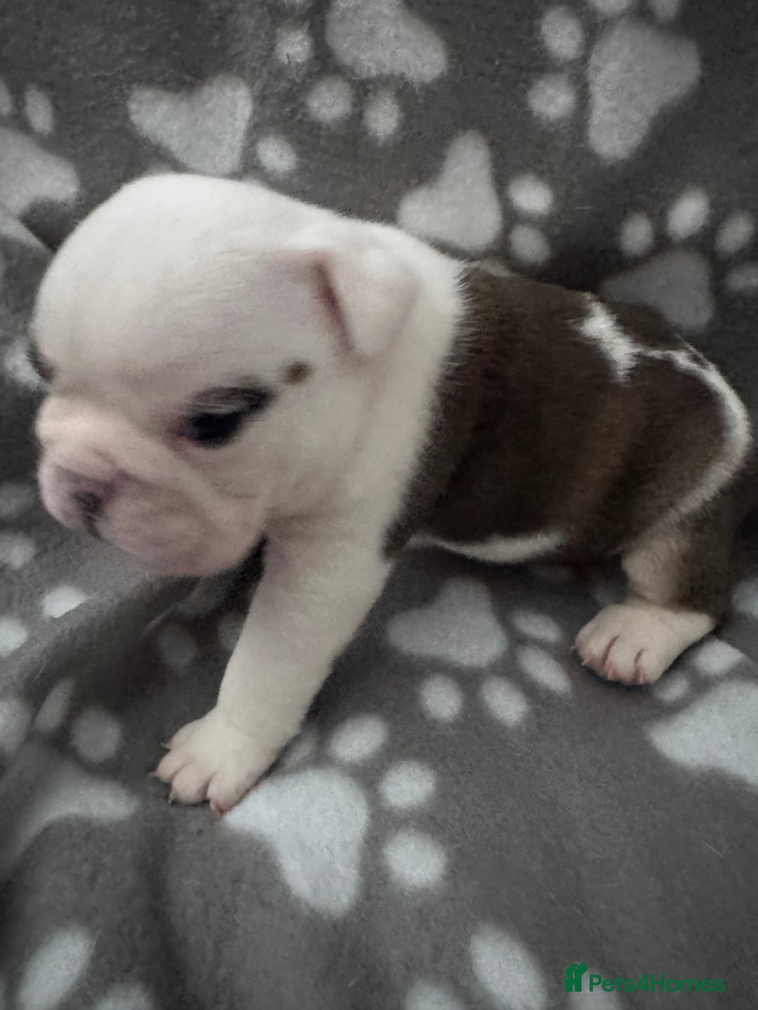 English Bulldog dogs for sale: KC Registered English Bulldog Puppies - Image 19