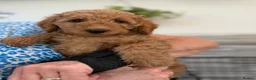 Mini Goldendoodle dogs for sale: Beautiful Miniature Goldendoodles Ready Now - Advert 10