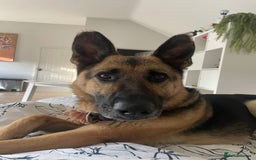 Mixed Breed dogs for adoption: Our Lovely Lucia in Witney - Image 11