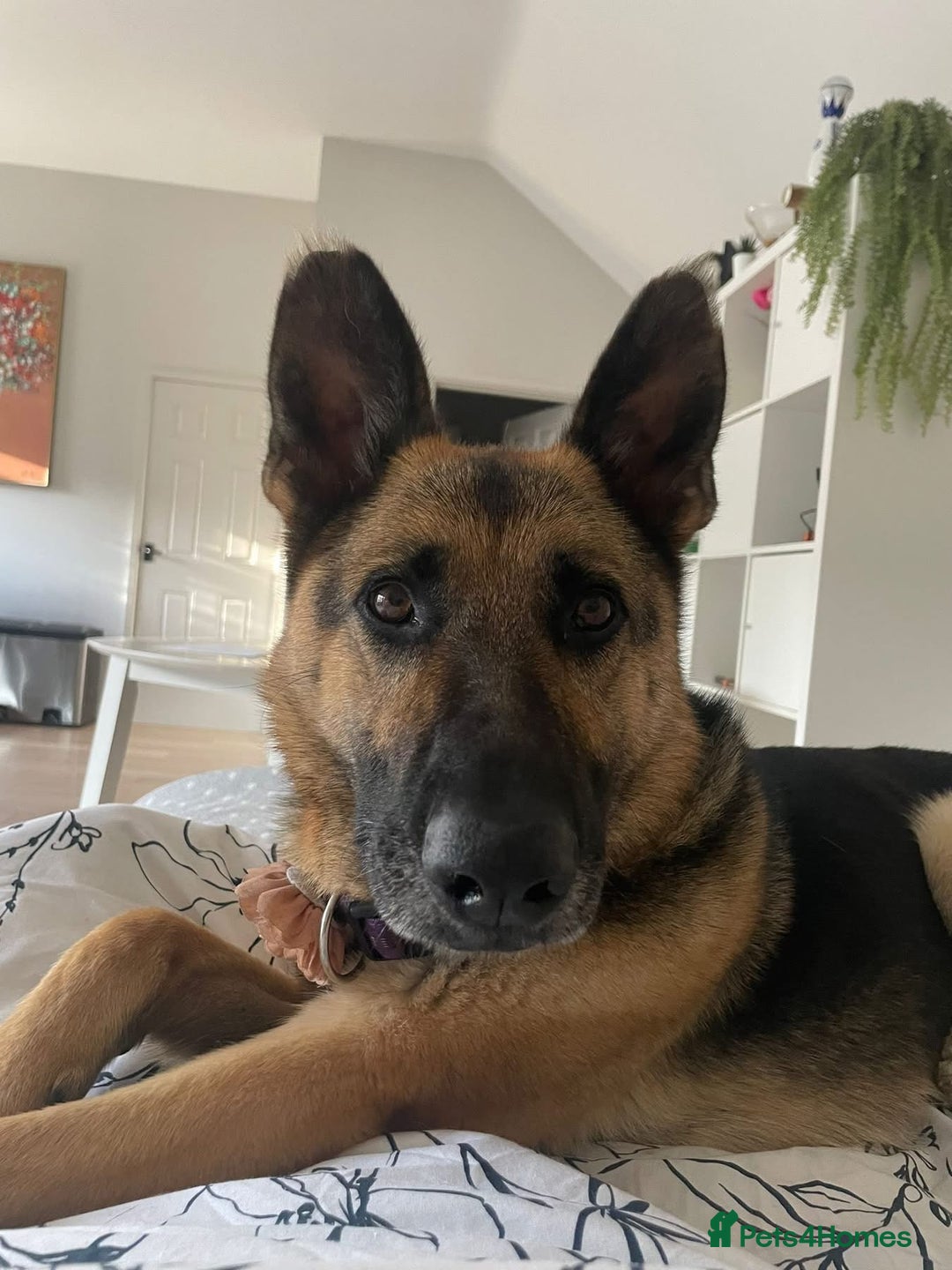 Mixed Breed dogs for adoption: Our Lovely Lucia in Witney - Image 11
