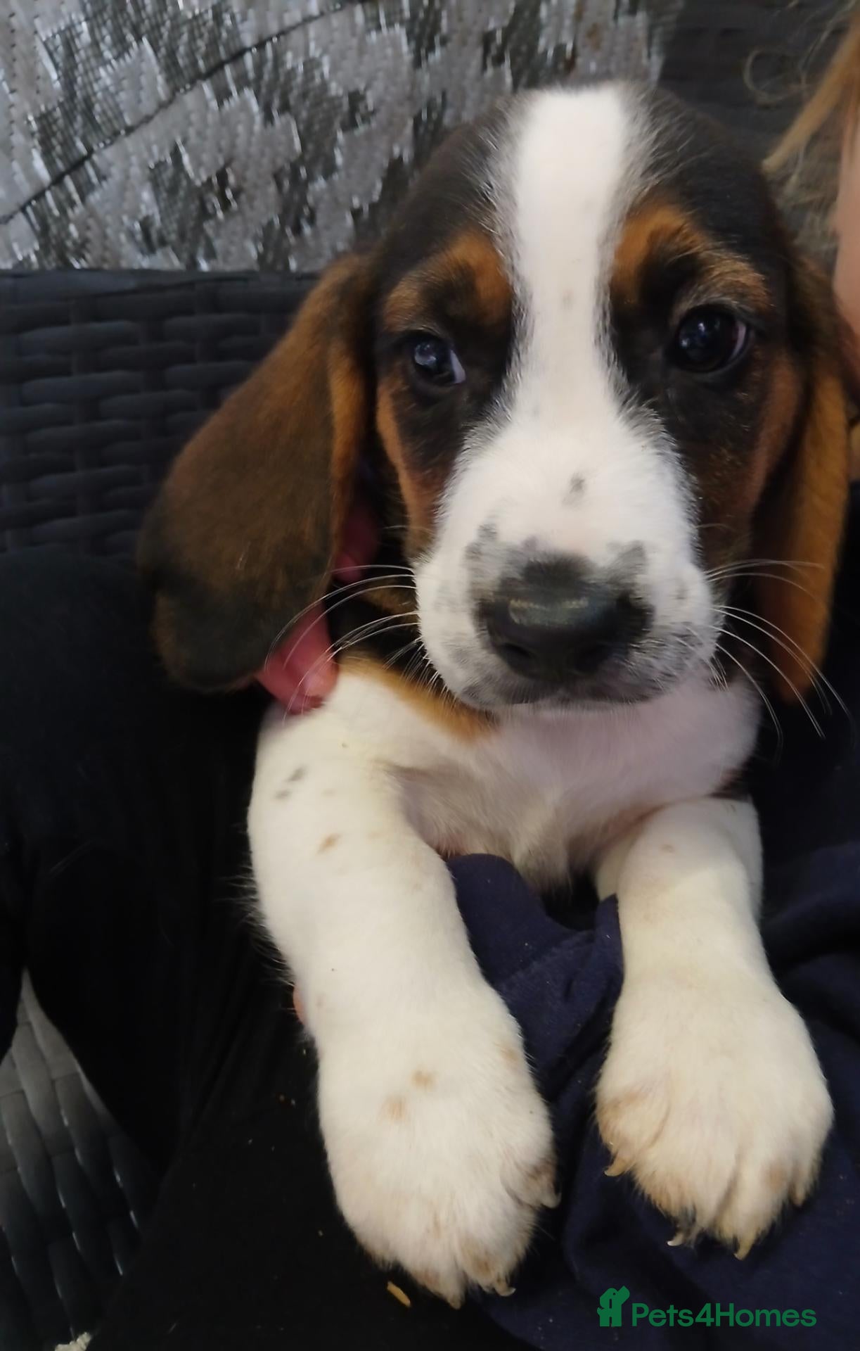 Mixed Breed dogs Beagle x basset  - Advert 1