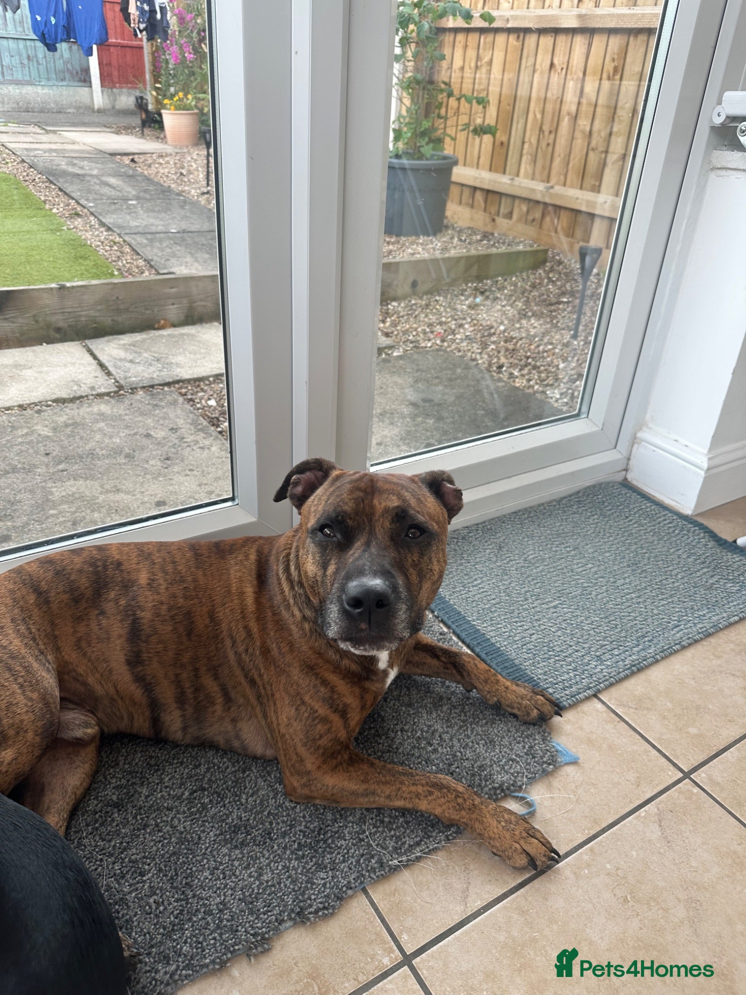 Staffordshire Bull Terrier dogs REHOME not dogs fault age 3 - Advert 1