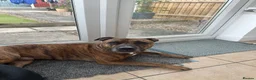 Staffordshire Bull Terrier dogs for sale: REHOME not dogs fault age 3 - Advert 1