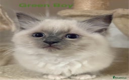 Ragdoll cats for sale: Ragdolls kittens- - Advert 31
