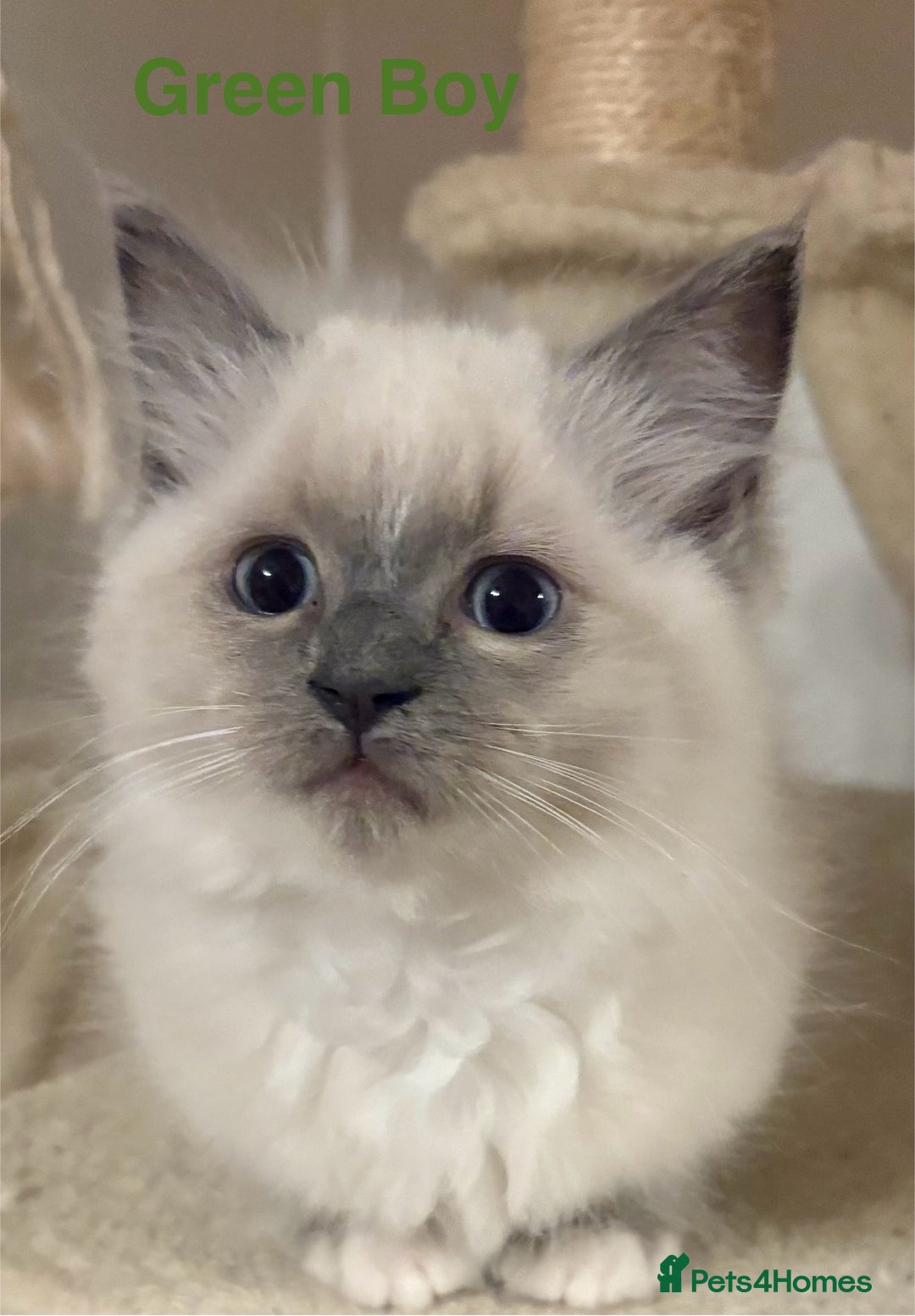 Ragdoll cats for sale: Ragdolls kittens- - Advert 31