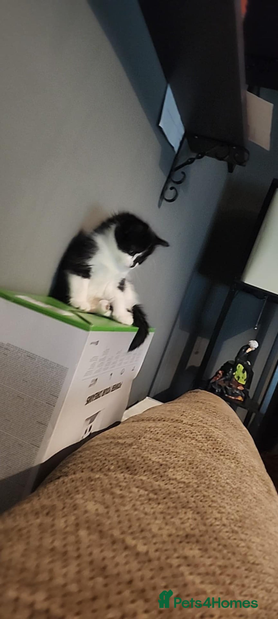 Mixed Breed cats for sale: Female kitten looking for home  - Advert 3