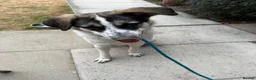 Mixed Breed dogs for adoption: Meet Solar, currently residing in Cheshire  in Crewe - Advert 5